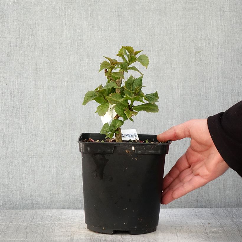 Exemplar von Hydrangea macrophylla So Long Starlit Sky - Bauernhortensie Topf mit 3L/4L wie im Frühjahr geliefert