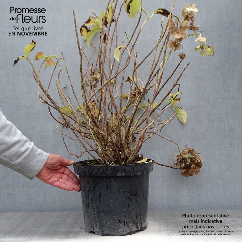 Spécimen de Hortensia - Hydrangea macrophylla Sœur Thérèse Pot de 7,5L/10L tel que livré en automne