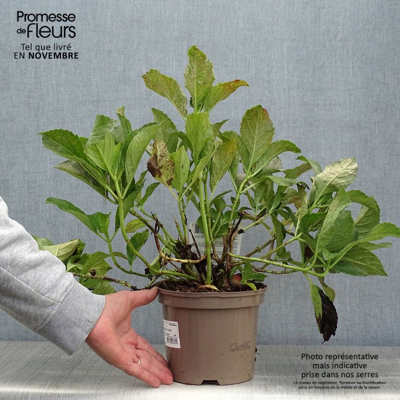 Spécimen de Hortensia - Hydrangea macrophylla Sœur Thérèse Pot de 2L/3L tel que livré en automne