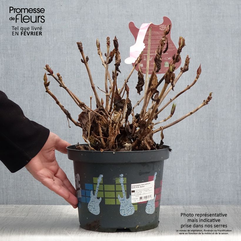 Spécimen de Hortensia - Hydrangea macrophylla Soft Pink Salsa Pot de 4L/5L tel que livré en hiver