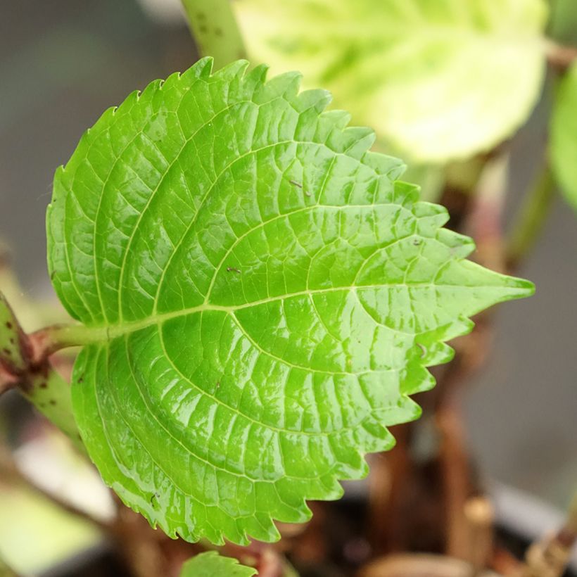 Hortensia - Hydrangea macrophylla Stellar rose (Feuillage)