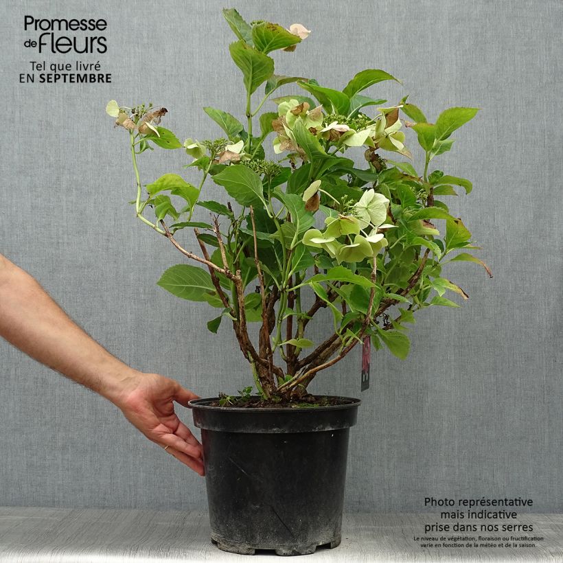 Spécimen de Hortensia - Hydrangea macrophylla Teller Pink Pot de 7,5L/10L tel que livré en automne