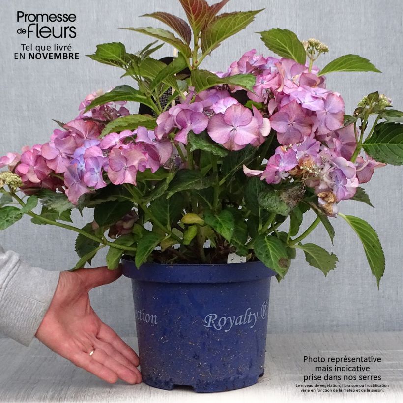 Spécimen de Hortensia - Hydrangea macrophylla Tiffany Pot de 4L/5L tel que livré en automne