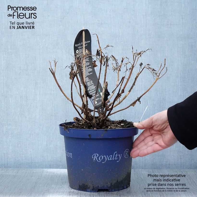 Spécimen de Hortensia - Hydrangea macrophylla Tiffany Pot de 4L/5L tel que livré en hiver