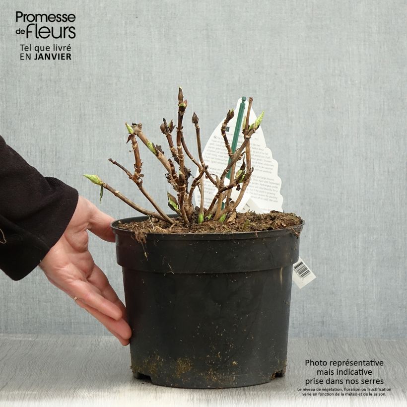 Spécimen de Hortensia - Hydrangea macrophylla Verdi Pot de 4L/5L tel que livré en hiver