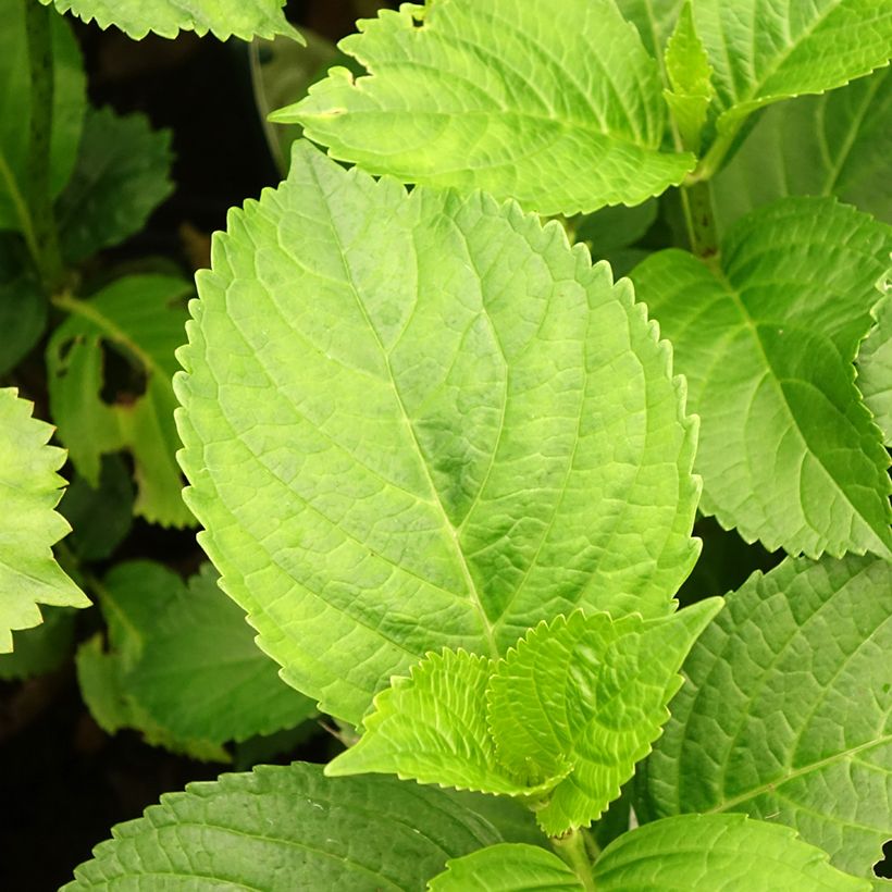 Hortensia - Hydrangea macrophylla Verdi (Feuillage)