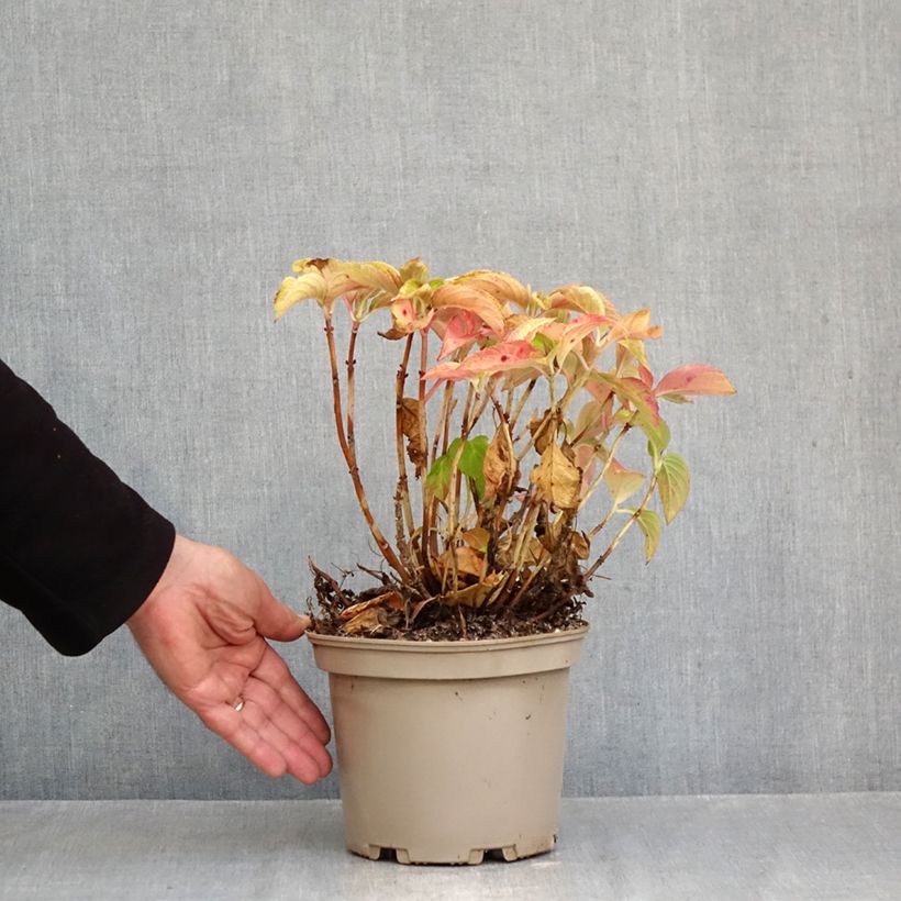 Spécimen de Hortensia - Hydrangea macrophylla Wudu tel que livré en automne