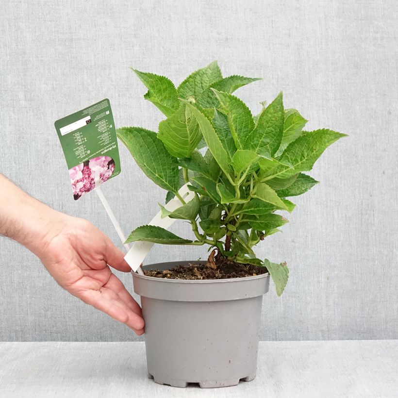 Spécimen de Hortensia - Hydrangea macrophylla You and Me Forever Pot de 2L/3L tel que livré en automne