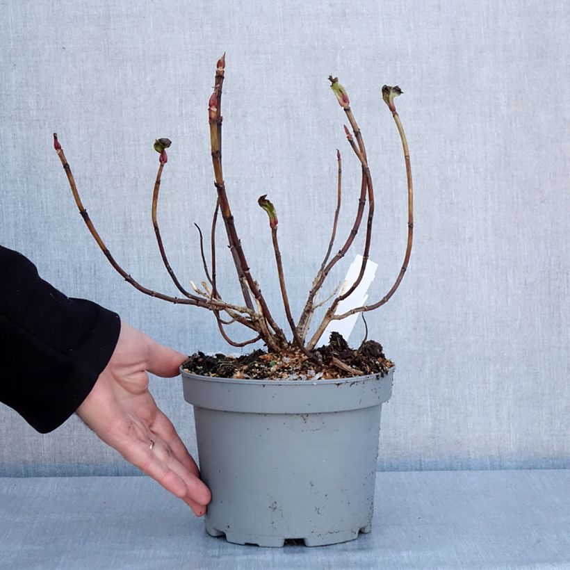 Spécimen de Hortensia - Hydrangea macrophylla You and Me Forever Pot de 2L/3L tel que livré en hiver