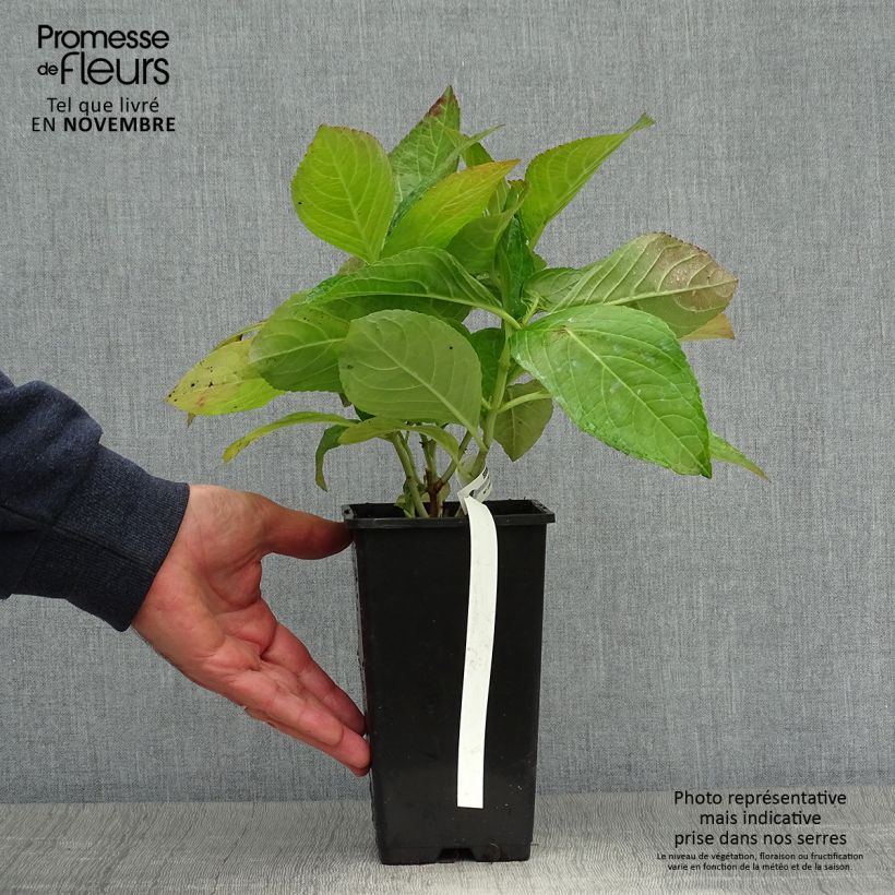 Spécimen de Hortensia - Hydrangea macrophylla You and Me Romance Pot de 1,5L/2L tel que livré en automne
