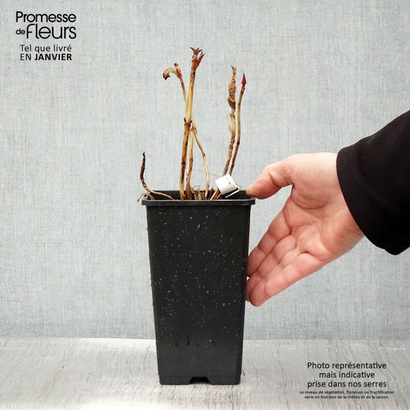 Spécimen de Hortensia - Hydrangea macrophylla You and Me Romance Pot de 1,5L/2L tel que livré en hiver