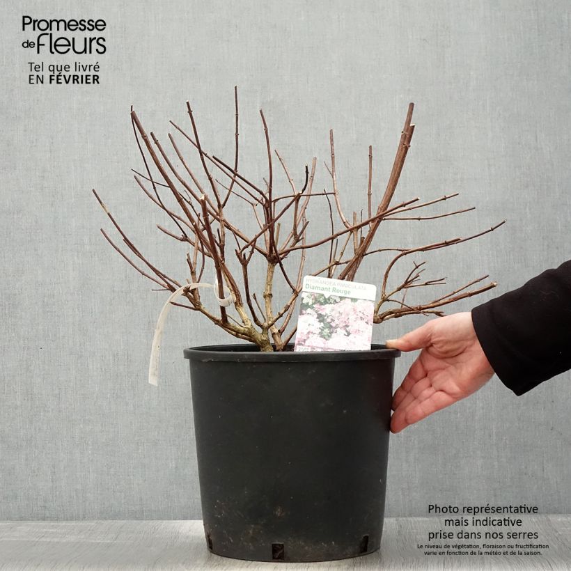 Spécimen de Hydrangea paniculata Diamant Rouge - Hortensia paniculé Pot de 7,5L/10L, 3/4 branches tel que livré en hiver