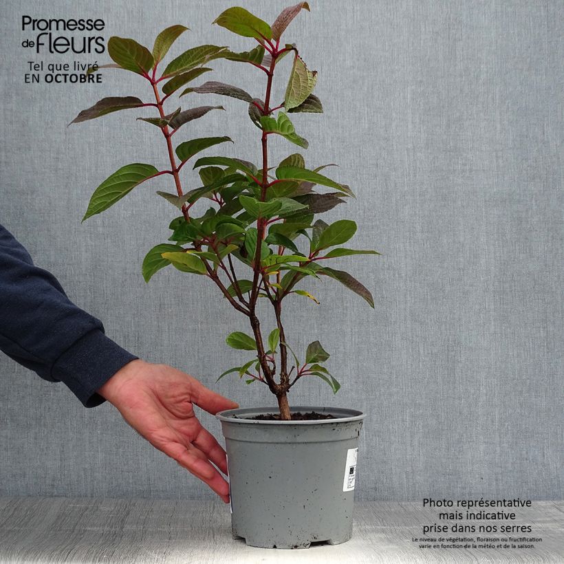 Spécimen de Hydrangea paniculata Early Sensation - Hortensia paniculé Pot de 3L/4L tel que livré en automne