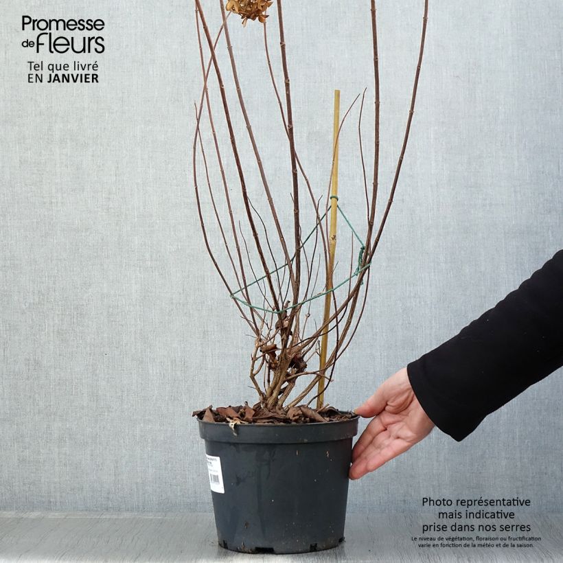 Spécimen de Hydrangea paniculata Graffiti - Hortensia paniculé Pot de 4L/5L tel que livré en hiver