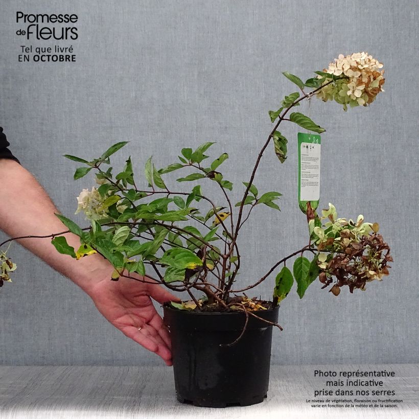 Spécimen de Hydrangea paniculata Grandiflora - Hortensia paniculé Pot de 3L/4L tel que livré en automne