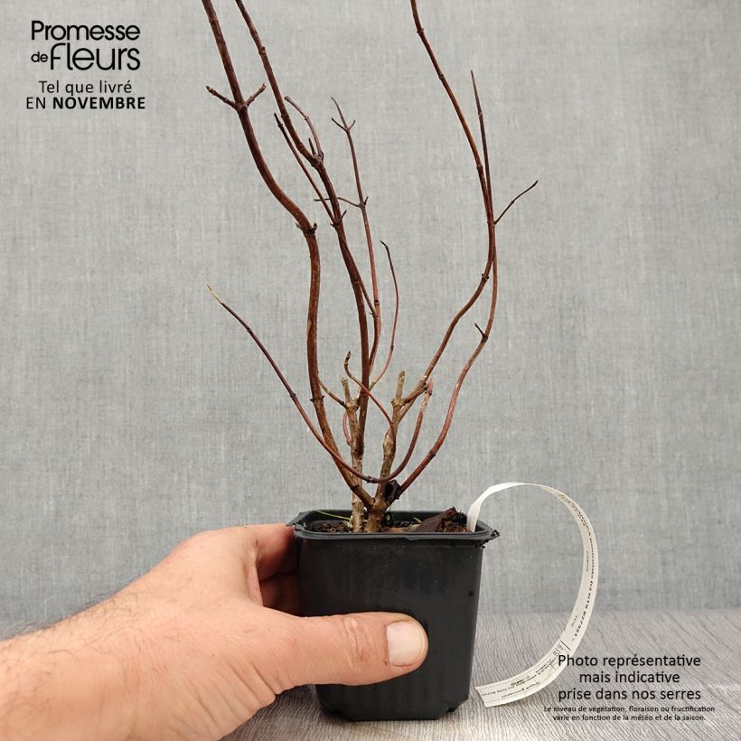 Spécimen de Hydrangea paniculata Grandiflora - Hortensia paniculé Godet de 8/9 cm tel que livré en automne