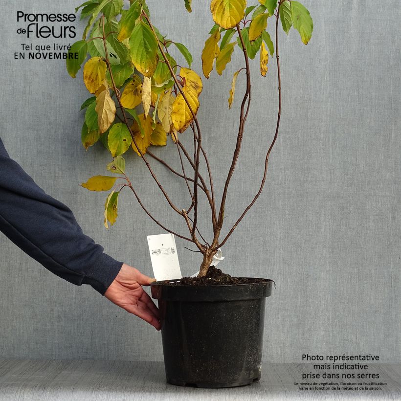 Spécimen de Hydrangea paniculata Great Star Le Vasterival - Hortensia paniculé Pot de 7,5L/10L tel que livré en automne