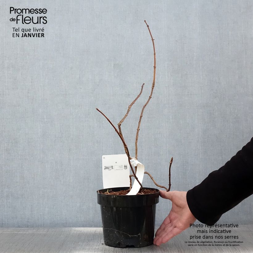 Spécimen de Hydrangea paniculata Great Star Le Vasterival - Hortensia paniculé Pot de 3L/4L tel que livré en hiver