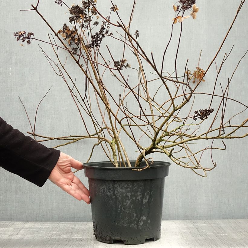 Spécimen de Hydrangea paniculata Kyushu - Hortensia paniculé Pot de 7,5L/10L tel que livré en automne
