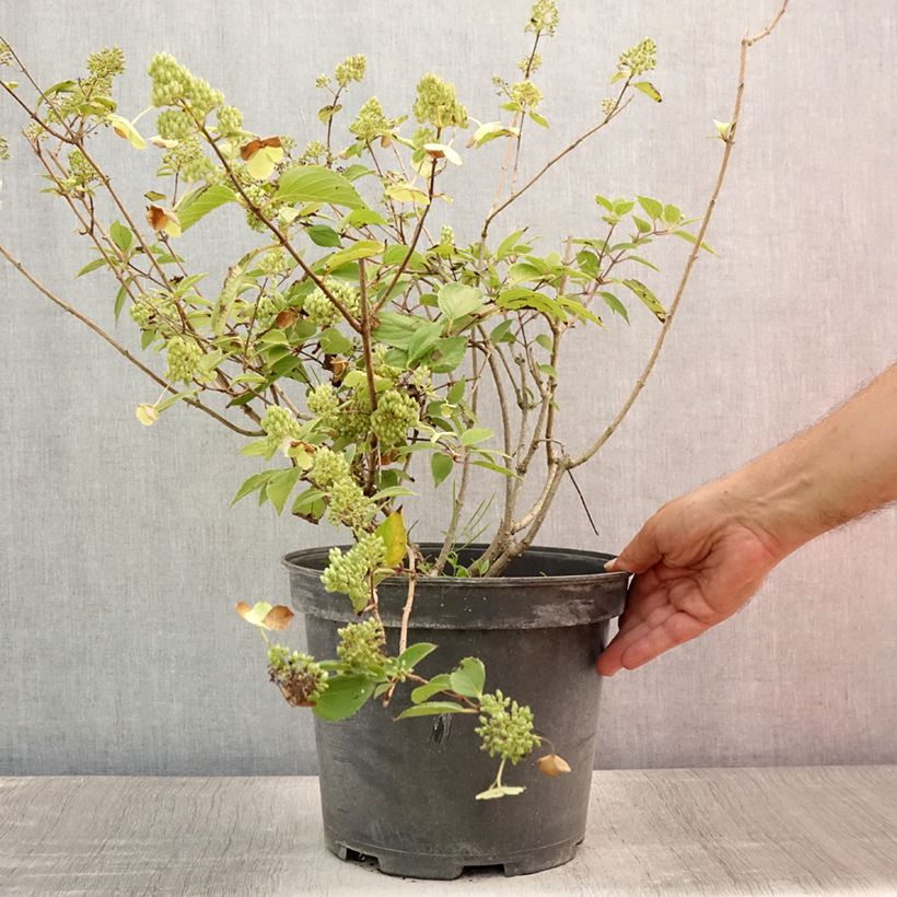 Spécimen de Hydrangea paniculata Kyushu - Hortensia paniculé Pot de 7,5L/10L tel que livré en été