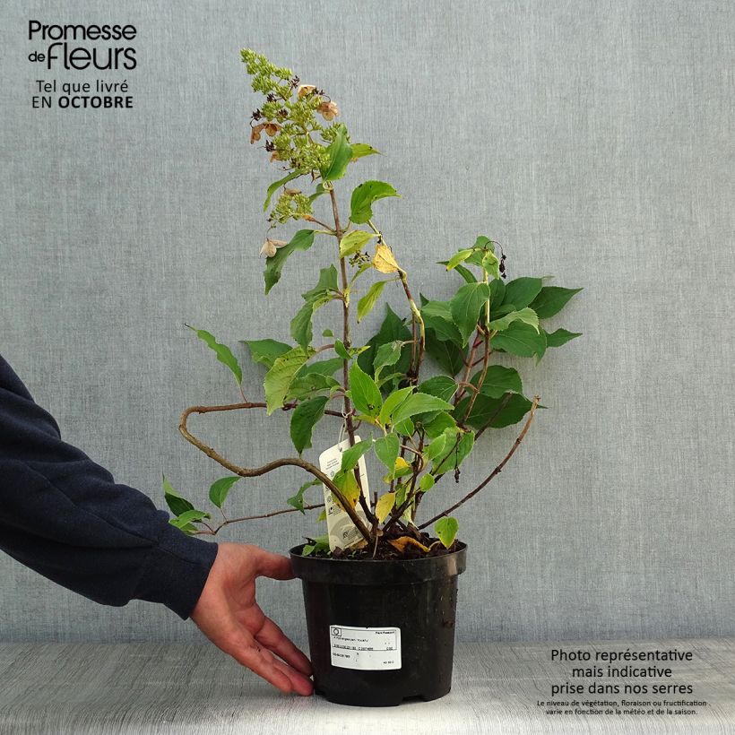 Spécimen de Hydrangea paniculata Kyushu - Hortensia paniculé Pot de 3L/4L tel que livré en automne