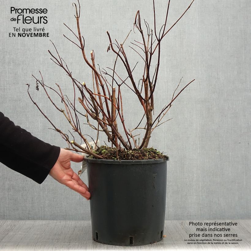 Spécimen de Hydrangea paniculata Levana - Hortensia paniculé Pot de 7,5L/10L tel que livré en automne