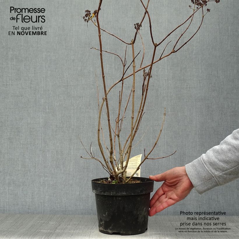 Spécimen de Hydrangea paniculata Levana - Hortensia paniculé Pot de 3L/4L tel que livré en automne