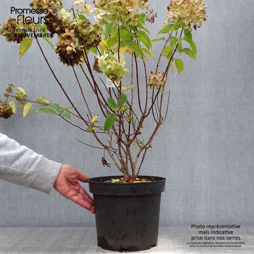 Spécimen de Hydrangea paniculata Limelight - Hortensia paniculé Pot de 6L/7L tel que livré en automne
