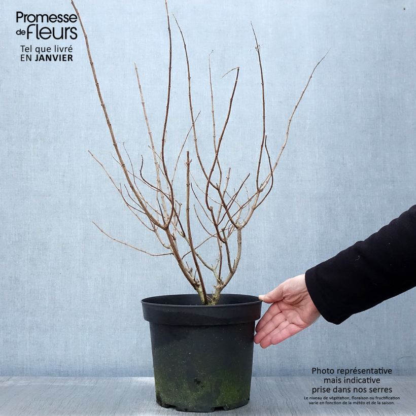 Spécimen de Hydrangea paniculata Limelight - Hortensia paniculé Pot de 6L/7L tel que livré en hiver