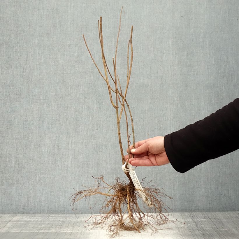 Hydrangea paniculata Limelight - Ortensia paniculata Piante piccole a radice nuda esemplare consegnato in inverno