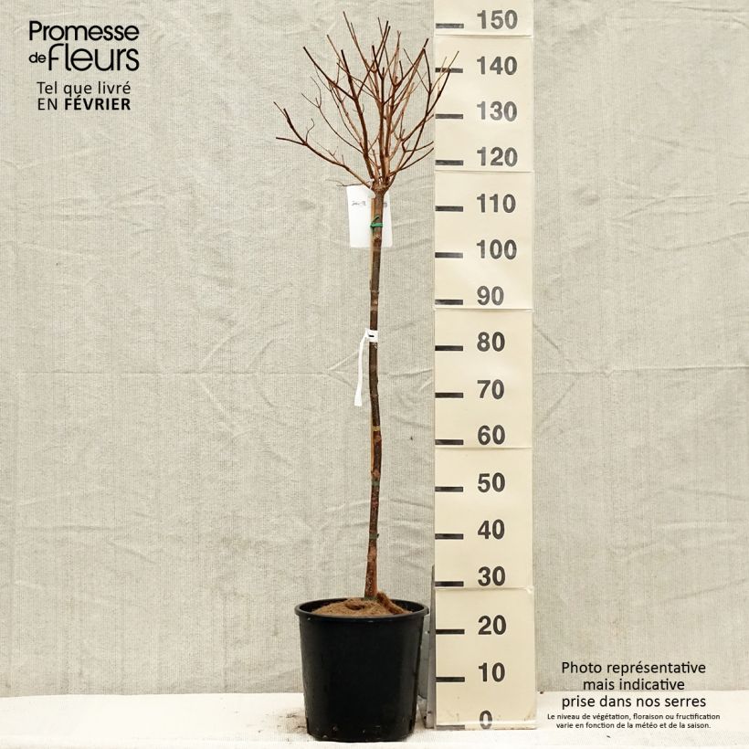 Spécimen de Hydrangea paniculata Limelight - Hortensia paniculé Pot de 12L/15L, Tige de 90 cm tel que livré en hiver