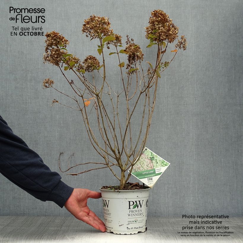Spécimen de Hydrangea paniculata Little Lime - Hortensia paniculé Pot de 3L/4L tel que livré en automne