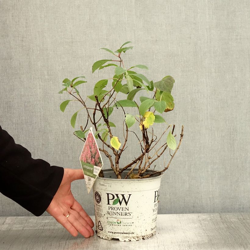 Spécimen de Hydrangea paniculata Little Quick Fire - Hortensia paniculé Pot de 3L/4L tel que livré en automne