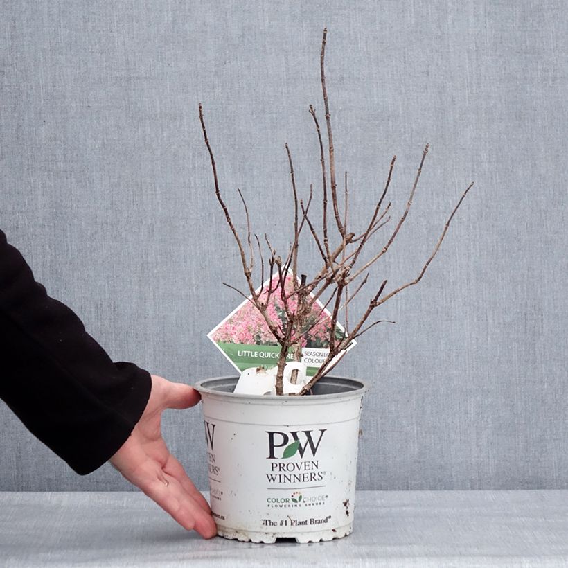 Spécimen de Hydrangea paniculata Little Quick Fire - Hortensia paniculé Pot de 3L/4L tel que livré en hiver