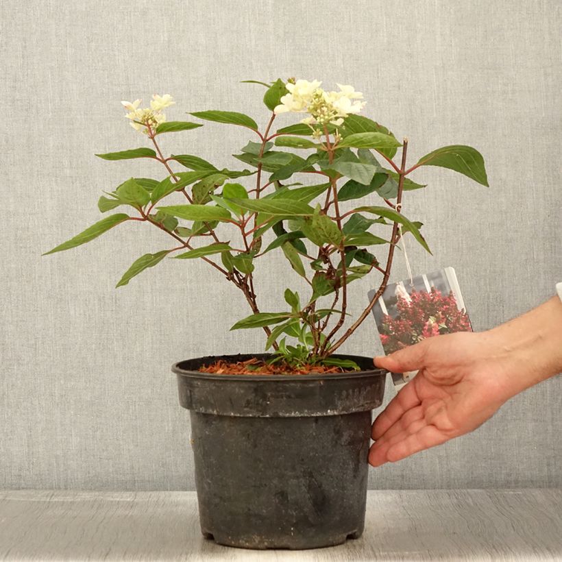 Spécimen de Hydrangea paniculata Magical Vesuvio - Hortensia paniculé Pot de 4L/5L tel que livré en automne