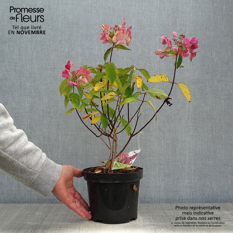 Spécimen de Hydrangea paniculata Mega Mindy - Hortensia paniculé Pot de 2L/3L tel que livré en automne