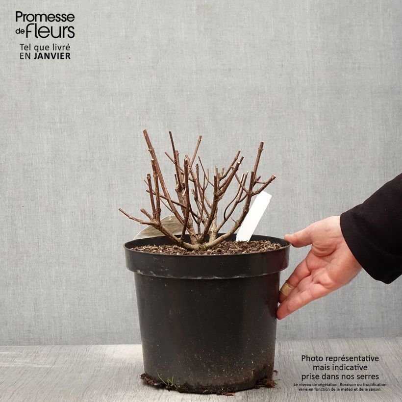 Spécimen de Hydrangea paniculata Pastelgreen - Hortensia paniculé Pot de 7,5L/10L tel que livré en hiver