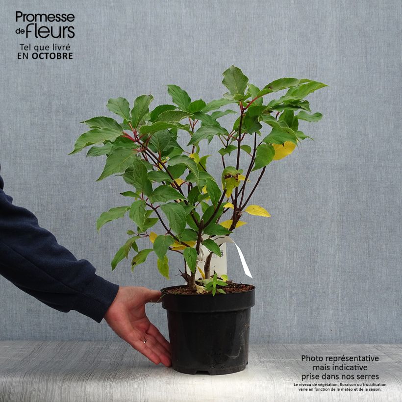 Spécimen de Hydrangea paniculata Phantom - Hortensia paniculé Pot de 2L/3L tel que livré en automne