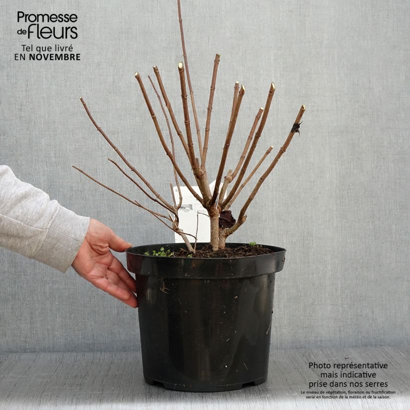 Spécimen de Hydrangea paniculata Phantom - Hortensia paniculé Pot de 7,5L/10L tel que livré en automne