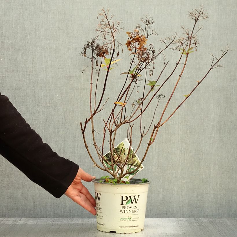 Spécimen de Hydrangea paniculata Pinkachu - Hortensia paniculé Pot de 3L/4L tel que livré en automne
