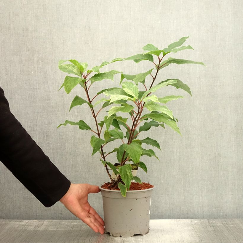 Spécimen de Hydrangea paniculata Shikoku Flash - Hortensia paniculé Pot de 3L/4L tel que livré en automne