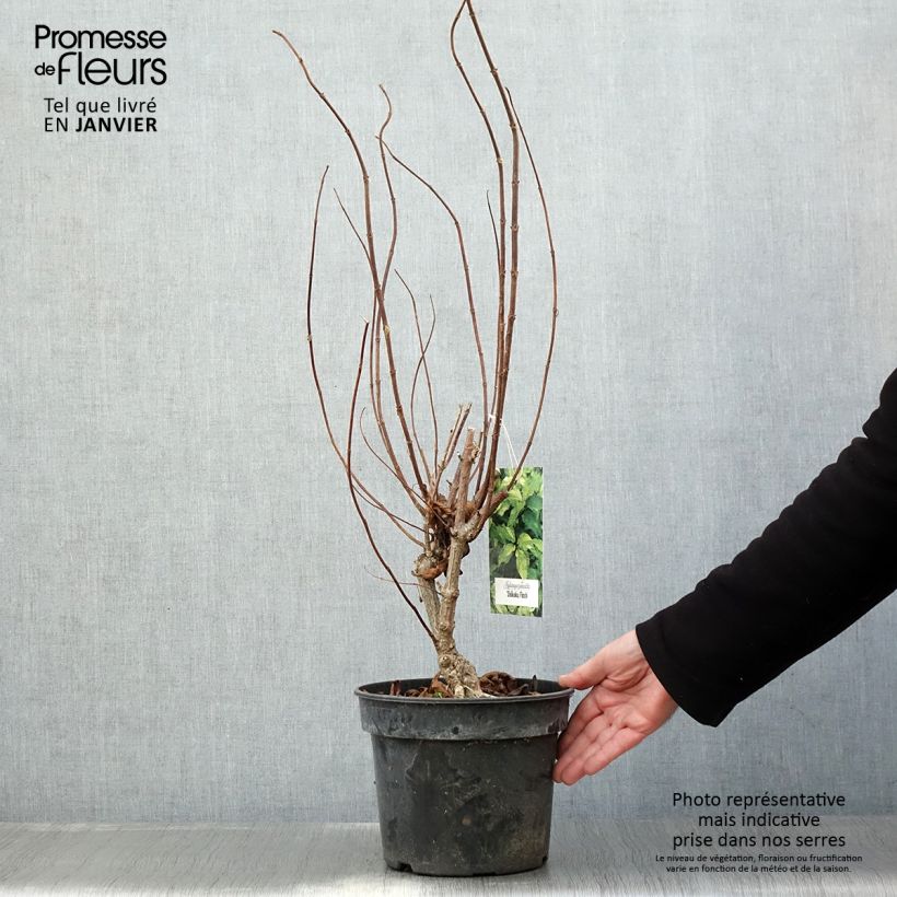 Spécimen de Hydrangea paniculata Shikoku Flash - Hortensia paniculé Pot de 3L/4L tel que livré en hiver