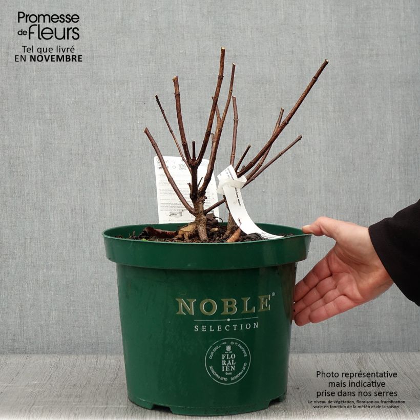 Spécimen de Hydrangea paniculata Silver Dollar - Hortensia paniculé Pot de 7,5L/10L tel que livré en automne