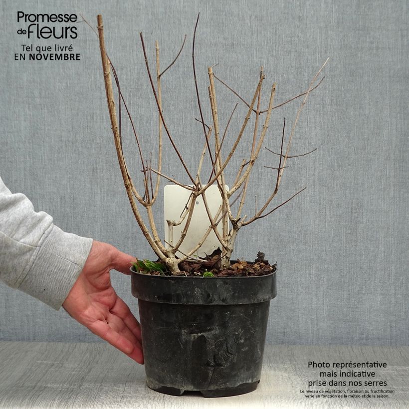 Spécimen de Hydrangea paniculata Sundae Fraise - Hortensia paniculé rose Pot de 2L/3L tel que livré en automne