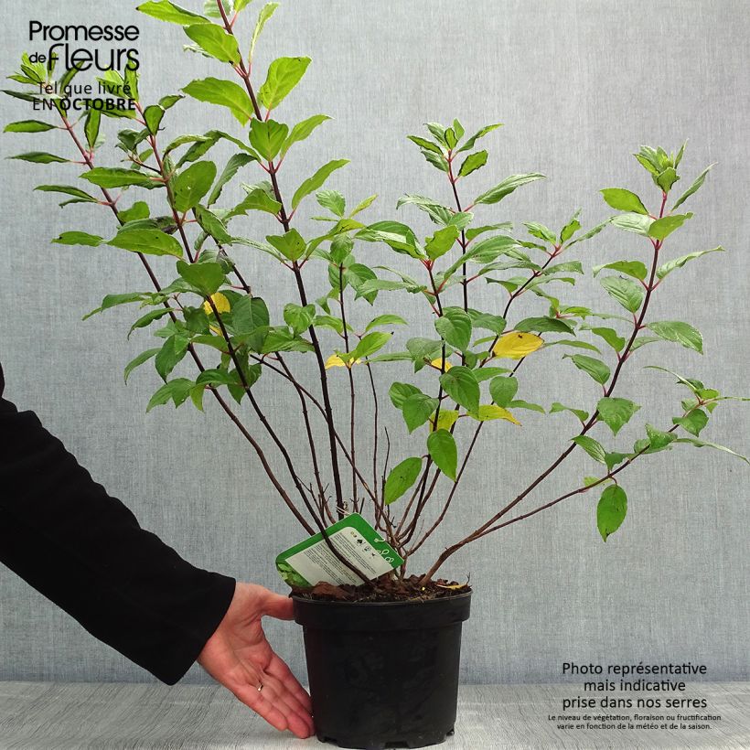 Spécimen de Hydrangea paniculata Unique - Hortensia paniculé Pot de 2L/3L tel que livré en automne
