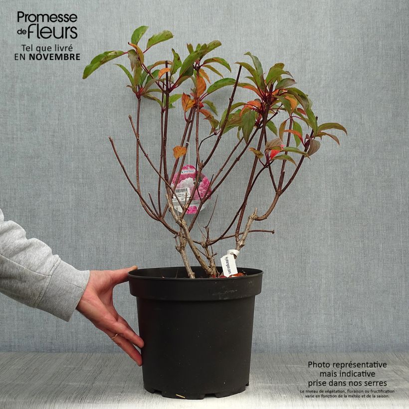 Spécimen de Hydrangea paniculata Vanille Fraise - Hortensia paniculé Pot de 7,5L/10L tel que livré en automne