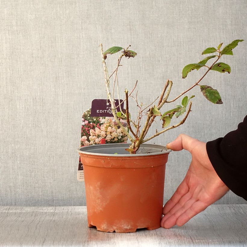 Spécimen de Hydrangea paniculata White Diamonds - Hortensia paniculé Pot de 3L/4L tel que livré en automne