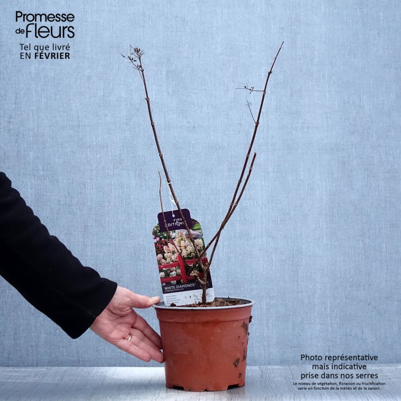 Spécimen de Hydrangea paniculata White Diamonds - Hortensia paniculé Pot de 3L/4L tel que livré en hiver