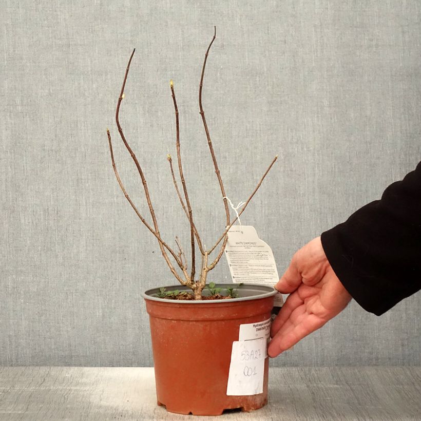 Exemplar von Rispenhortensie White Diamond - Hydrangea paniculata Topf mit 3L/4L wie im Frühjahr geliefert