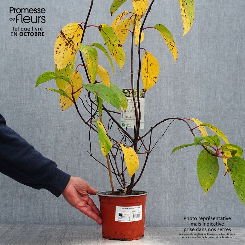 Spécimen de Hortensia - Hydrangea paniculata White Moth Pot de 2L/3L tel que livré en automne